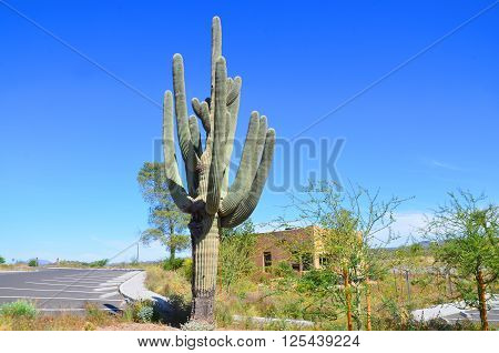 he saguaro is an arborescent (tree-like) cactus species in the monotypic genus Carnegiea,. It is native to the Sonoran Desert (Saguaro National Park) in the U.S. state of Arizona.