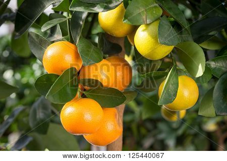 Ripe and ripening orange and yellow tangerines on citrus tree with leaves with blurred foliafe background