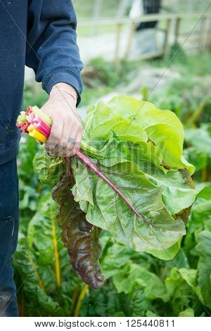 Male Farmer Holding Colourful Bunched Chard Leaves