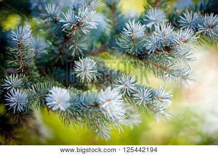 Picea pungens