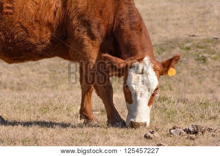 Hereford Cow Grazing with head down while facing forward . Pictured from shoulders down