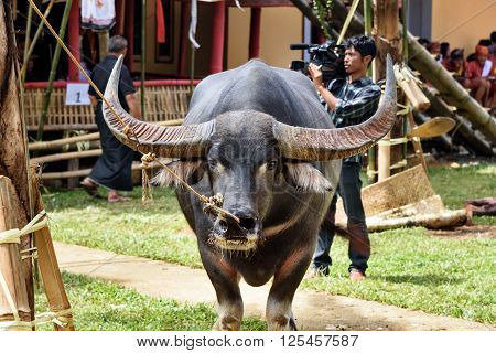 Tana Toraja Indonesia - Dec 10 2015: Black buffalo at funeral ceremony. In Toraja the funeral ritual is the most elaborate and expensive even. South Sulawesi