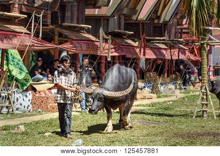 Man Leads Black Buffalo At Funeral Ceremony. Tana Toraja
