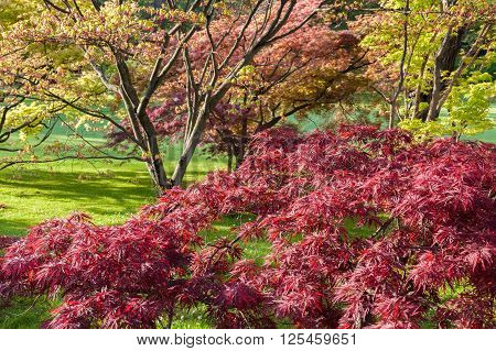 An italian garden during spring season with growing plants