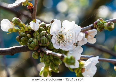 Blossoms Of Black Cherry Tree Close Up