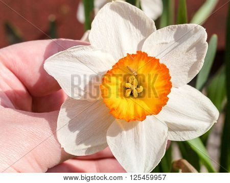 Hand Holds Narcissus Tazetta Cultivar Flower With Fly
