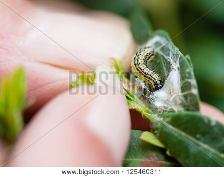 farmer removes the larva of insect pest (Cydalima perspectalis or the box tree moth) from boxwood leaves in garden