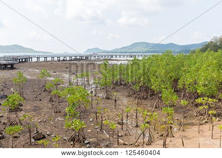 Green leaf mangrove trees grow on the wet brackish water beach or mangrove forest in Thailand.