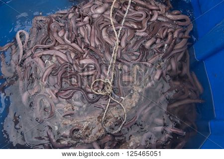 Hagfish caught off the Califonia coast from the Pacific Ocean