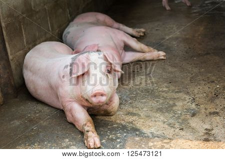 Pig Farm, Big Pigs Lay Down In Hoven