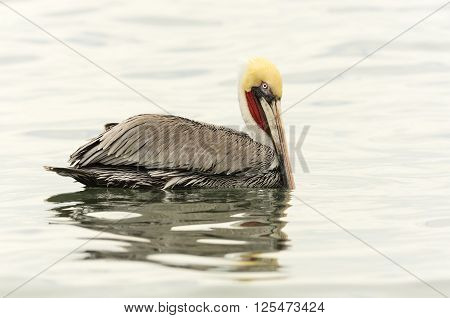 Pelican is a beautiful colorful pelican floating int he water with lovely detailed feathers and vibrant yellow and red markings.