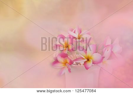 Pink  Frangrant Flowers Plumeria Or Frangipani In White Vase