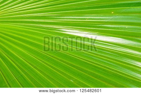 Texture background of green plam leaf in background