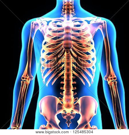 3D illustration The human skeleton is the internal framework of the body. It is composed of 270 bones at birth - this total decreases to 206 bones by adulthood after some bones have fused together.