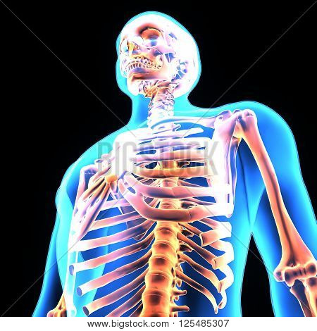 3D illustration The skeleton of an adult human consists of 206 bones. It is composed of 237 bones birth, which decreases to 206 bones by adulthood after some bones have fused together.