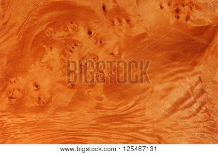 Maple Root Texture