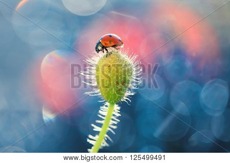 The picture shows a red ladybug who loves the smell of poppy.