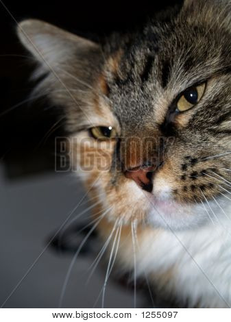 Gatto Close Up 2