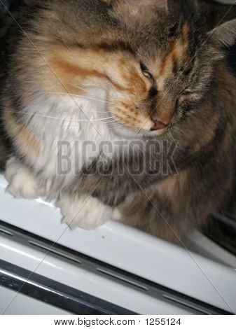 Gatto dorme sul fornello
