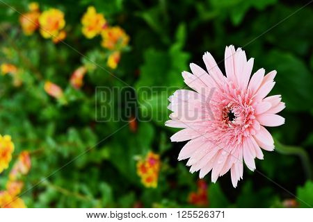 daisy and small flower in home garden