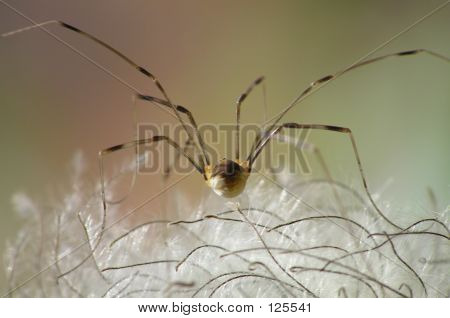 Araña en Clematis