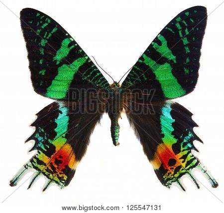 chrysiridia rhipheus butterfly isolated on white background