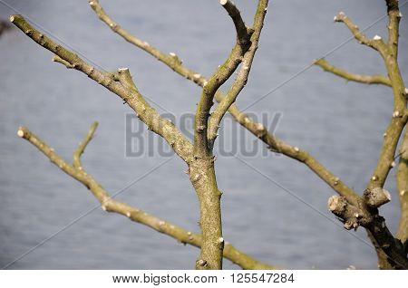 Pruned bare trees against a blurred water background at Chenshan Botanical Garden in Shanghai China.