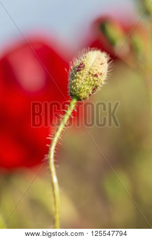 Spring poppy flower bud . Close-up macro nature.