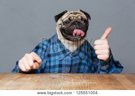 Funny pug dog with man hands in checkered shirt pointing on you and showing thimbs up over grey background