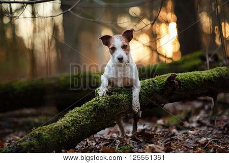 Dog Breed Jack Russell Terrier Walking In The Forest