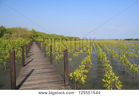 The forest mangrove with wooden walkway bridge