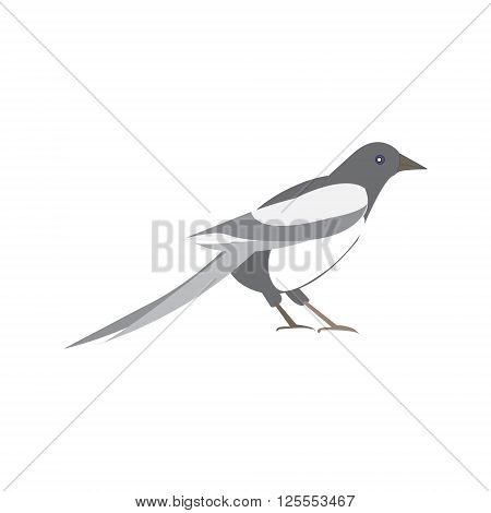 Magpie bird. Vector illustration of a black and white bird