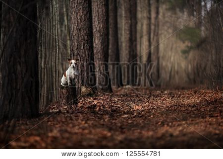 Dog breed Jack Russell Terrier walking in the forest spring