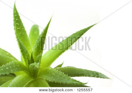 Aloe
