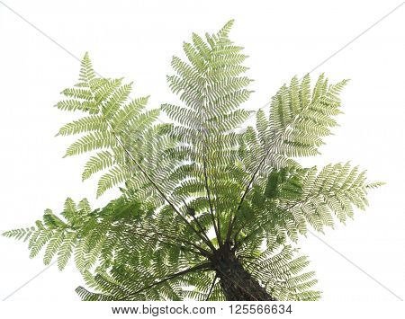 Cyathea isolated in white