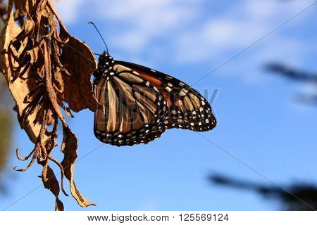 A Monarch butterfly rests on a dry leaf