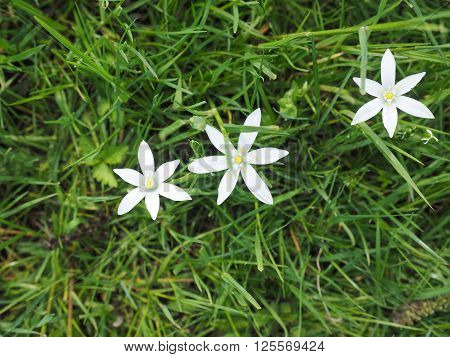 Star Of Bethlehem Flower