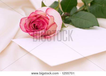 Rose różowy