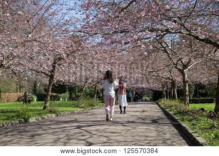 Copenhagen, Denmark - April 11, 2016: People enjoying cherry blossoms on Bispebjerg graveyard.
