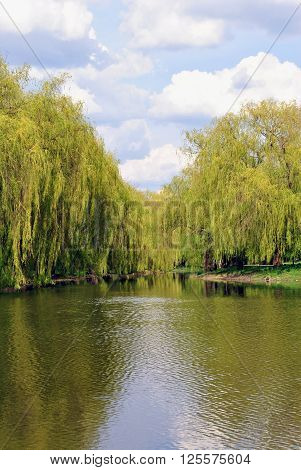 River through the park, summer day , green willow