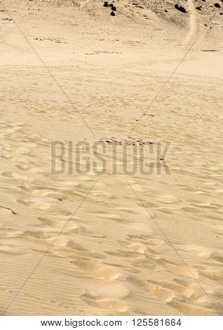 The Desert Landscape Costa Calma On Fuerteventura. Canary Island. Spain