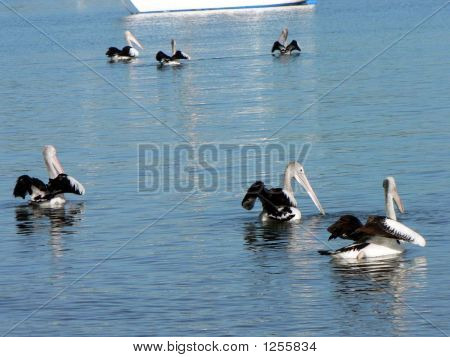 Gruppe von Pelikanen am Noosa river 