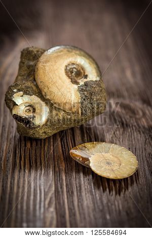 Variety Ammonites - fossil on a dark wooden background
** Note: Shallow depth of field