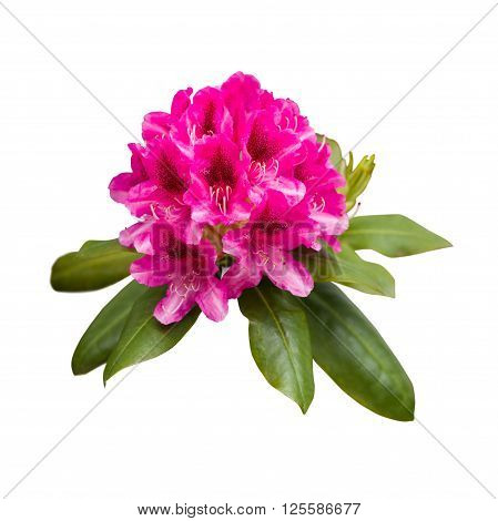 Pink magenta rhododendron flowers, isolated on white background.