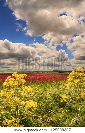 SPRINGTIME. Alta Murgia National Park: field of purple flowers.( Apulia) ITALY.Alta Murgia National Park is a limestone plateau,with wide fields and rocky outcrops,grassland characterized by sheep paths,ancient carob tree,bushes of lentiscus plant and col