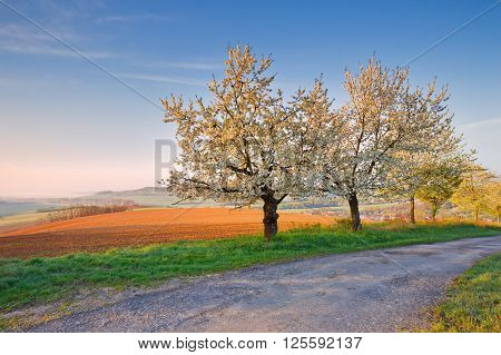 Rural landscape with bloooming cherry trees in Poltar region in central Slovakia.