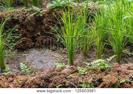Crops of growing wild rice (Oryza Sativa)