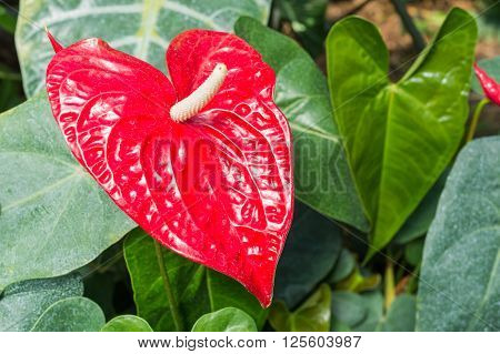 A Ref Anthurium beautiful Flower (Anthurium longistamineum)