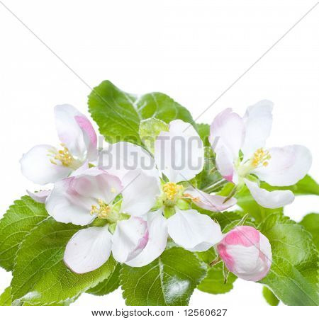 Apple hermosas flores frontera