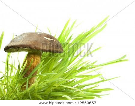 Brown cap Mushroom na grama.Estúdio isolado